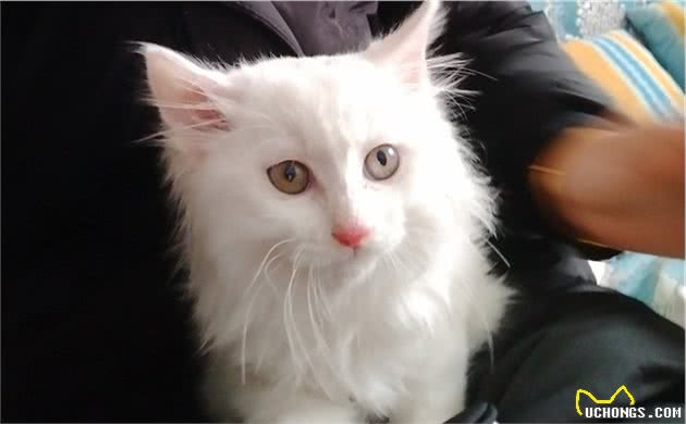 5种高颜值的田园猫！第1种人人爱，第5种罕见难求