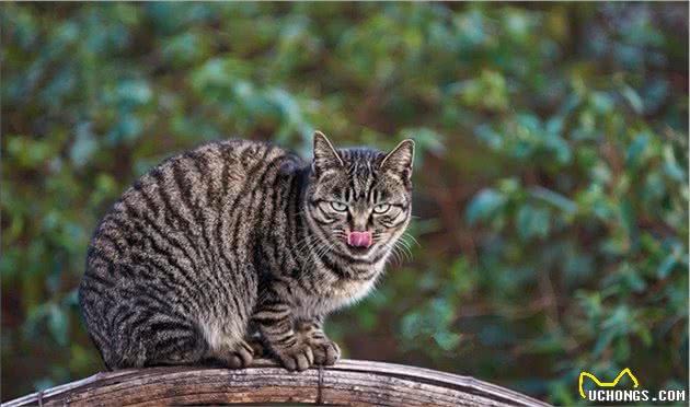 5种高颜值的田园猫！第1种人人爱，第5种罕见难求