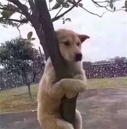我家狗狗总是吠叫，是怎么了？看到了什么不该看的东西吗？