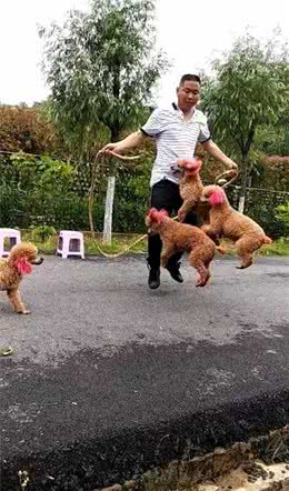 狗狗们展示花式跳绳，打着节奏整整齐齐跳，让主人大开眼界了