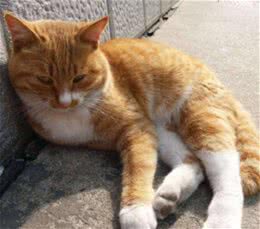 土狗被卡在洞口出不来，猫咪趁机暴打狗头：报仇的机会终于来了