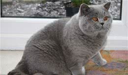 英国短毛猫：强壮的身体，温柔的灵魂