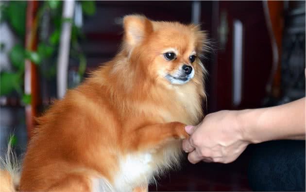 训练博美犬的黄金期，主人不要错过了
