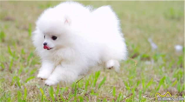 训练博美犬的黄金期，主人不要错过了