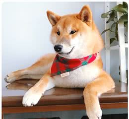 狗狗有7种性格类型，每种的方式训练都不一样