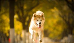 狗狗为何会厌食？很有可能是这三点原因