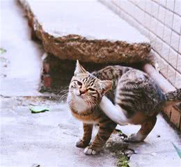 为什么猫交配时，发出的声音如此凄惨？