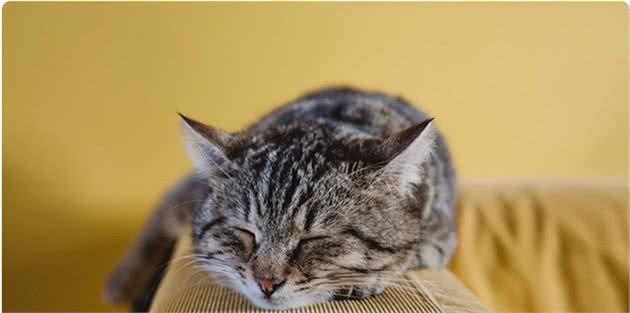 每200只猫中就有1只患糖尿病，你的猫咪还好吗？