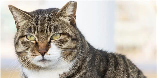 每200只猫中就有1只患糖尿病，你的猫咪还好吗？