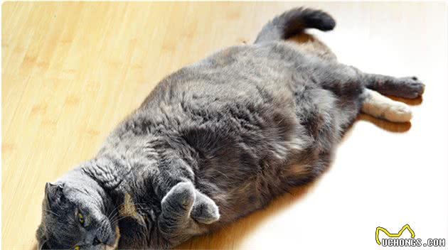 每200只猫中就有1只患糖尿病，你的猫咪还好吗？