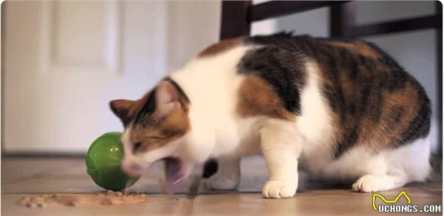 每200只猫中就有1只患糖尿病，你的猫咪还好吗？
