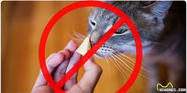 每200只猫中就有1只患糖尿病，你的猫咪还好吗？
