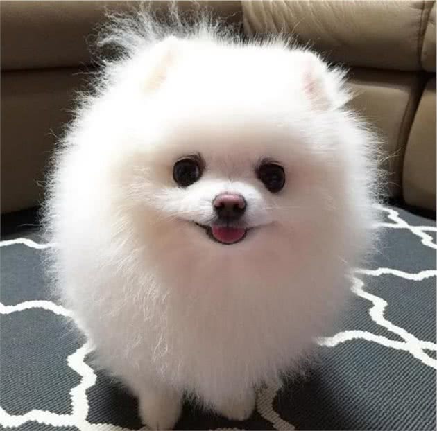 你的狗狗是哪个类别，别傻傻不知道了
