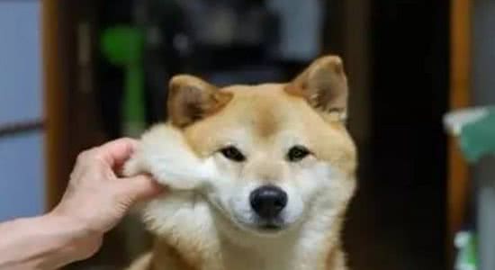 干狗粮怎么做把自己对狗狗的爱全都洒在狗粮里