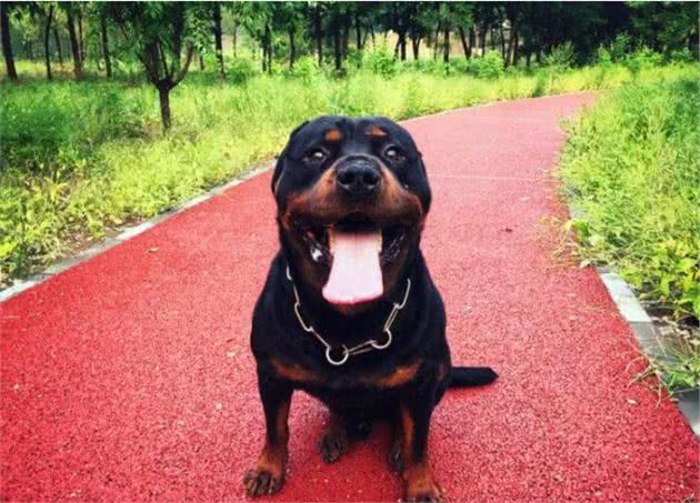 养狗需谨慎，这5种凶猛犬种，劝你别养
