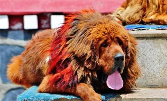 养狗需谨慎，这5种凶猛犬种，劝你别养