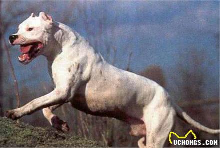 养狗需谨慎，这5种凶猛犬种，劝你别养