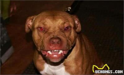 养狗需谨慎，这5种凶猛犬种，劝你别养
