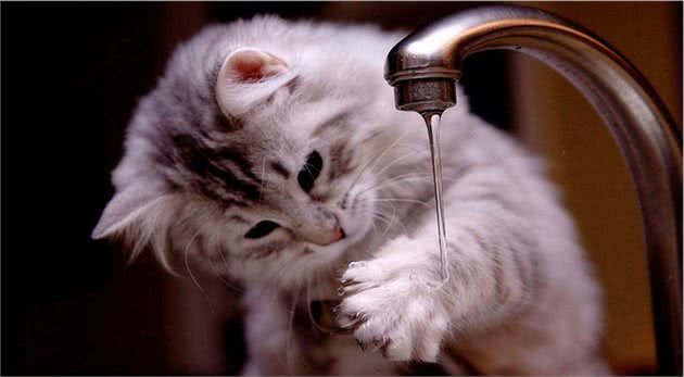 辟谣：猫咪天生害怕水？实则是假象，猫躲水的背后原因经常被忽略