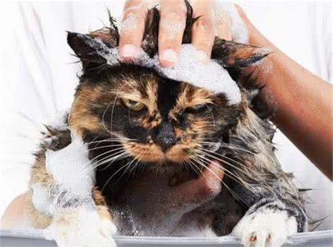 辟谣：猫咪天生害怕水？实则是假象，猫躲水的背后原因经常被忽略
