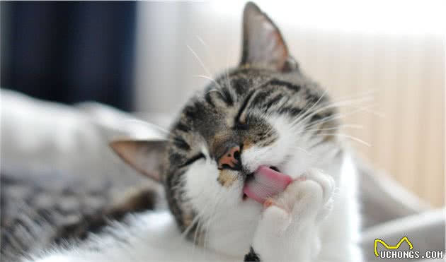 辟谣：猫咪天生害怕水？实则是假象，猫躲水的背后原因经常被忽略