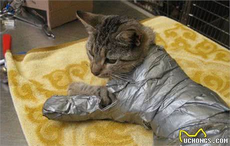 辟谣：猫咪天生害怕水？实则是假象，猫躲水的背后原因经常被忽略