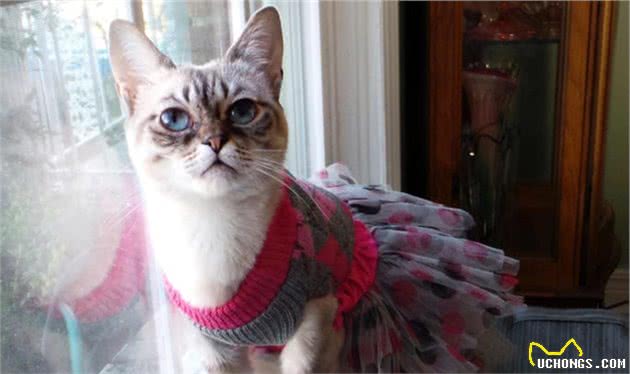 辟谣：猫咪天生害怕水？实则是假象，猫躲水的背后原因经常被忽略