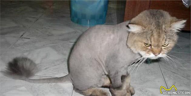 辟谣：猫咪天生害怕水？实则是假象，猫躲水的背后原因经常被忽略