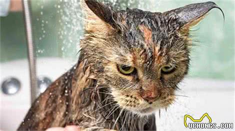 辟谣：猫咪天生害怕水？实则是假象，猫躲水的背后原因经常被忽略
