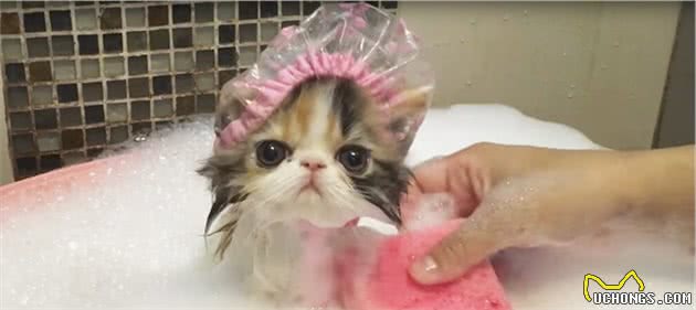 辟谣：猫咪天生害怕水？实则是假象，猫躲水的背后原因经常被忽略