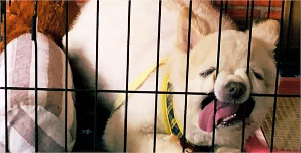 这还是可爱的吉娃娃吗？神奇狗狗睡到皱鼻吐舌，实际上却是个萌犬