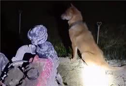 广东一狗狗耐心陪伴主人忙到深夜，主人：不管多晚都会陪我回家