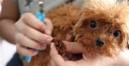 618攻略｜养狗必买的宠物用品