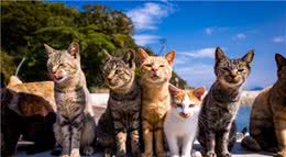 藏在人世间的猫天堂，撸猫8大绝佳胜地