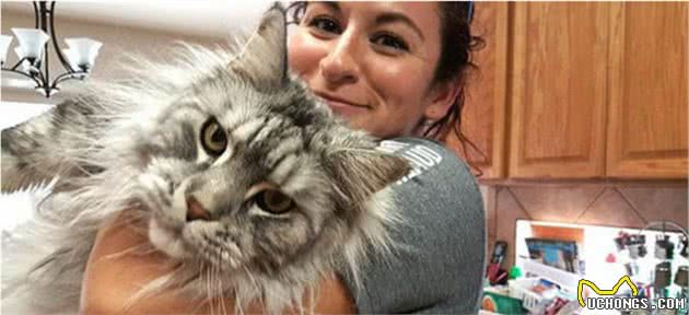 十几斤重的大猫压你胸口你幸福吗？拥有一只缅因猫是什么样的体验