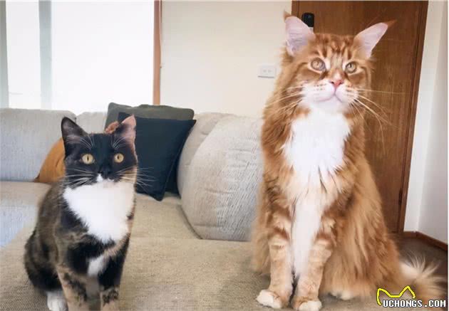 十几斤重的大猫压你胸口你幸福吗？拥有一只缅因猫是什么样的体验