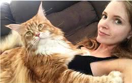 十几斤重的大猫压你胸口你幸福吗？拥有一只缅因猫是什么样的体验