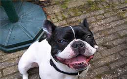 养宠心得：狗狗嘴巴不停空咀嚼还口臭？三大问题及措施参考