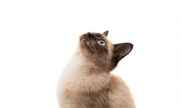 犬猫心脏衰竭是什么？该如何处理？两个病例告诉你答案