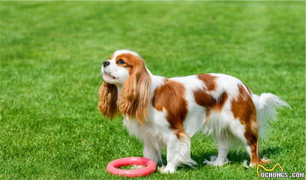 犬猫心脏衰竭是什么？该如何处理？两个病例告诉你答案