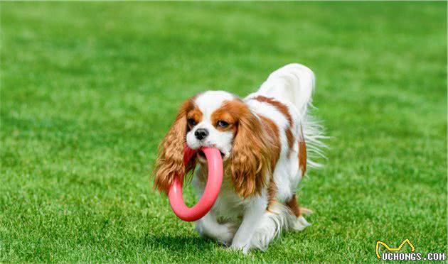 犬猫心脏衰竭是什么？该如何处理？两个病例告诉你答案