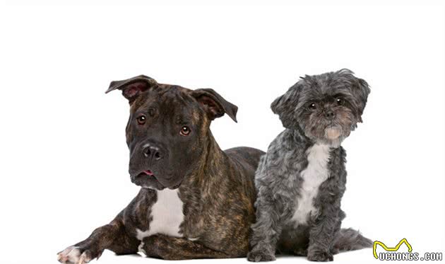 犬猫心脏衰竭是什么？该如何处理？两个病例告诉你答案