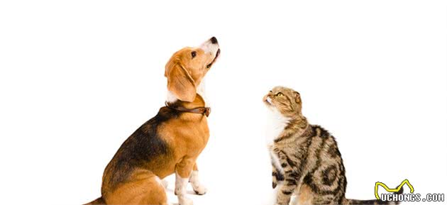 犬猫心脏衰竭是什么？该如何处理？两个病例告诉你答案