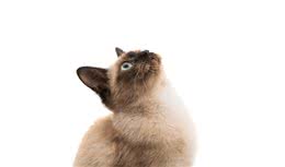 犬猫心脏衰竭是什么？该如何处理？两个病例告诉你答案