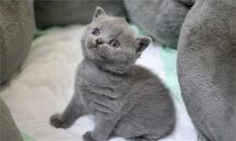 英国短毛猫饲养需知：这小胖墩儿，虽然好养但也有小麻烦