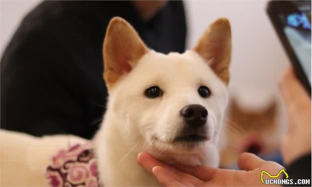 在你摸狗狗下巴时，在它眼里，其实代表这些意思
