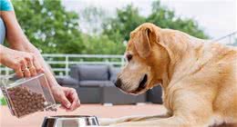 小编提醒：不要给狗狗吃这6种狗粮，对它没益处