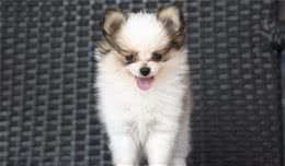 狗狗的自述
