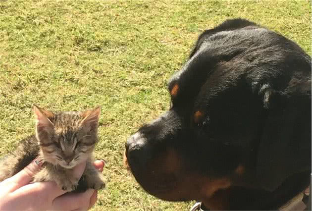 忠诚护主的罗威纳犬，为什么养的人那么少？