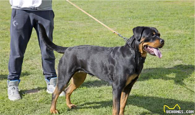 忠诚护主的罗威纳犬，为什么养的人那么少？